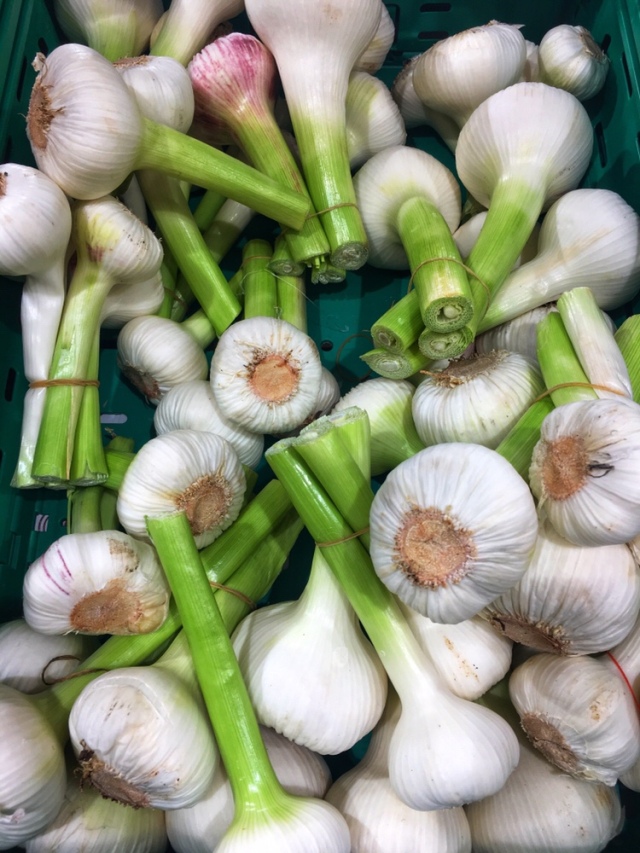 Pickled and Fermented New Garlic – Keshkek Meshkek
